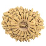 16 Mukhi Rudraksha 23.8mm 2.67gm - Rudraksha