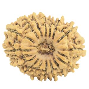 16 Mukhi Rudraksha 23.8mm 2.67gm - Rudraksha