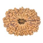 13 Mukhi Rudraksha 31mm 6.17gm - Rudraksha