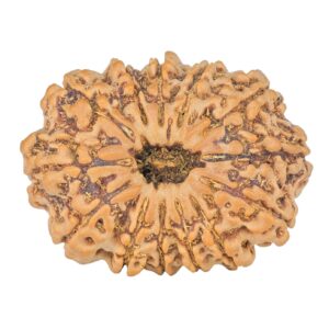 13 Mukhi Rudraksha 31mm 6.17gm - Rudraksha