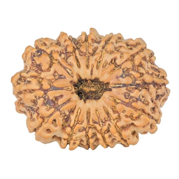 13 Mukhi Rudraksha 31mm 6.17gm - Rudraksha