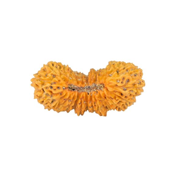26 Mukhi Rudraksha 22.5mm 1.28gm - Rudraksha