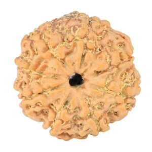 8 Mukhi Rudraksha 22.6mm 3.3gm - Rudraksha
