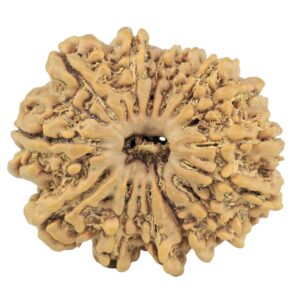 14 Mukhi Rudraksha 28.4mm 5gm - Rudraksha