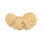 20 Mukhi Trijuti 22.8mm 0.95gm - Rudraksha
