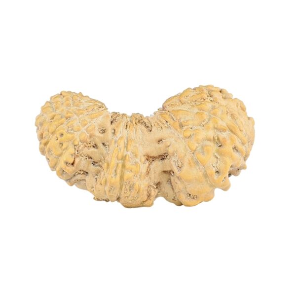 20 Mukhi Trijuti 22.8mm 0.95gm - Rudraksha