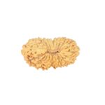 21 Mukhi Rudraksha 19.3mm 1gm - Rudraksha
