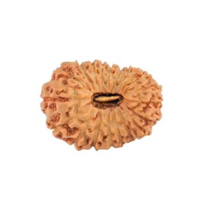 20 Mukhi Rudraksha 21.1mm 2gm - Rudraksha