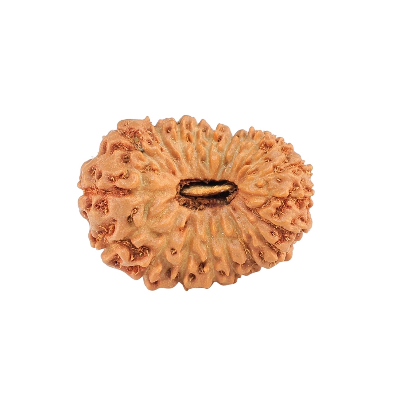 20 Mukhi Rudraksha 21.1mm 2gm - Rudraksha