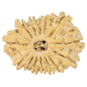 14 Mukhi Rudraksha 24mm 2.18gm - Rudraksha