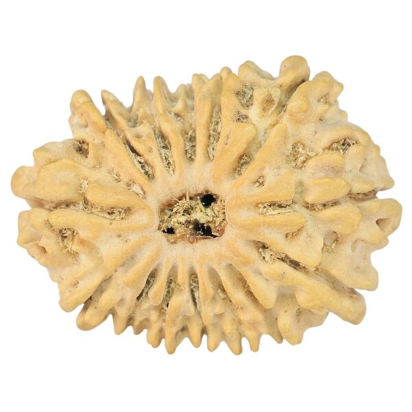 14 Mukhi Rudraksha 24mm 2.18gm - Rudraksha