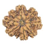 9 Mukhi Rudraksha 28.9mm 5.38gm - Rudraksha