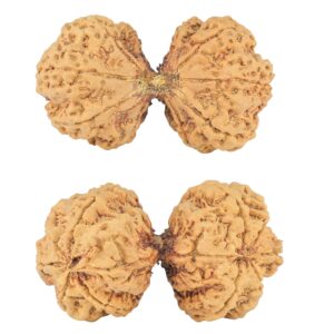 10 Mk Gaurishankar 47mm 9.6gm - Rudraksha