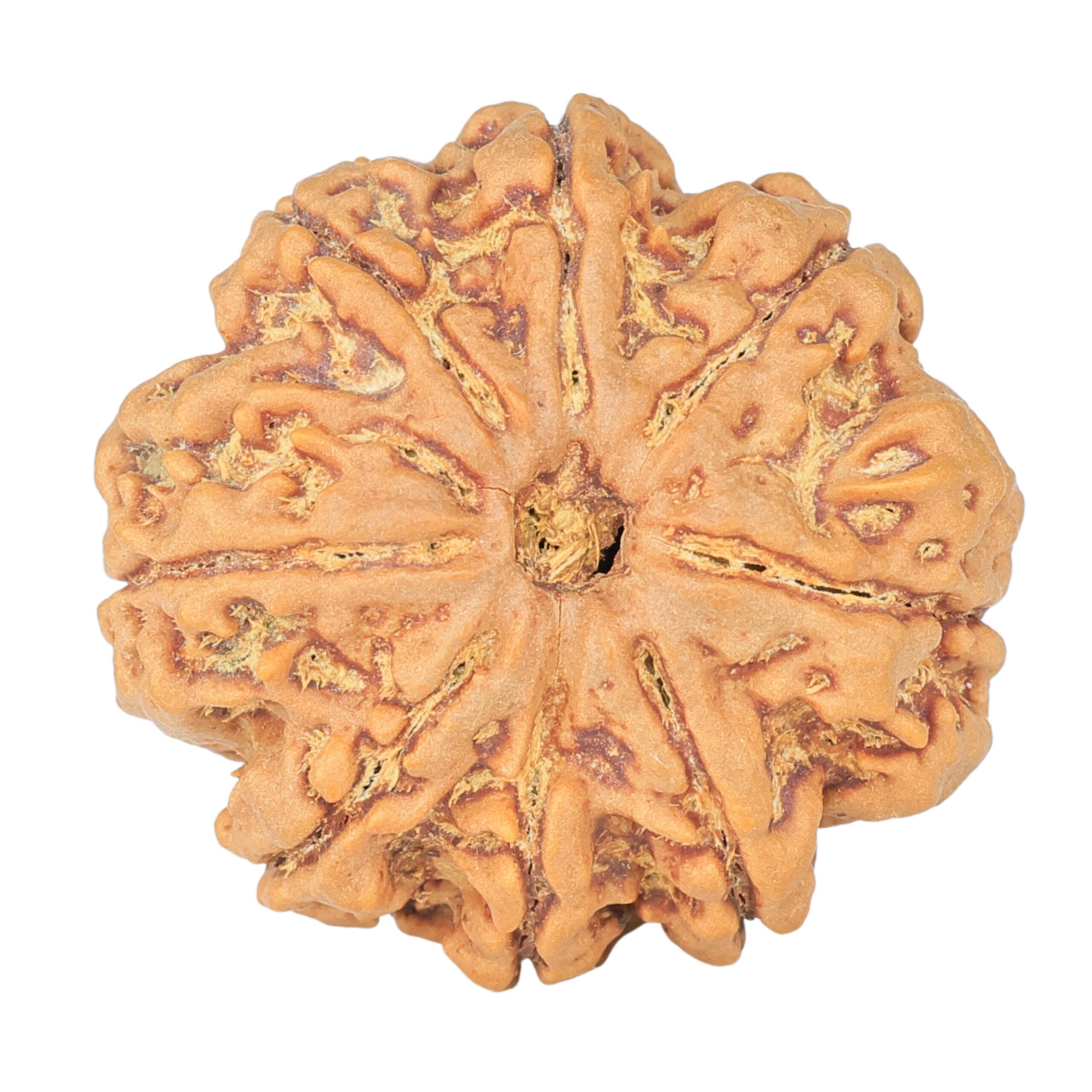 8 Mukhi Rudraksha 28.2mm 7.11gm - Rudraksha