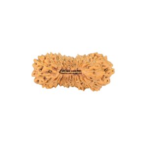 26 Mukhi Rudraksha 21.2mm 1gm - Origin: Indonesia - Rudraksha
