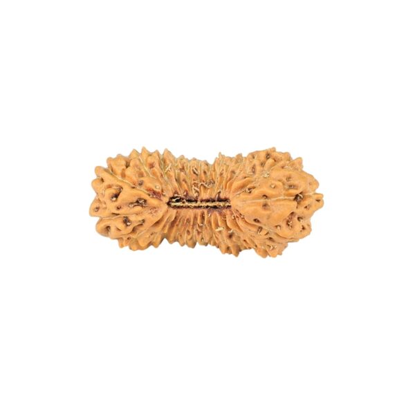 26 Mukhi Rudraksha 21.2mm 1gm - Origin: Indonesia - Rudraksha