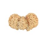 16 Mukhi Trijuti 19.8mm 0.72gm - Rudraksha