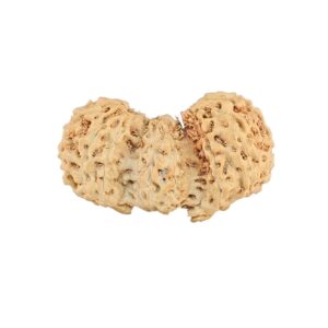 16 Mukhi Trijuti 19.8mm 0.72gm - Rudraksha