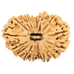 17 Mukhi Rudraksha 33.3mm 5.19gm - Rudraksha