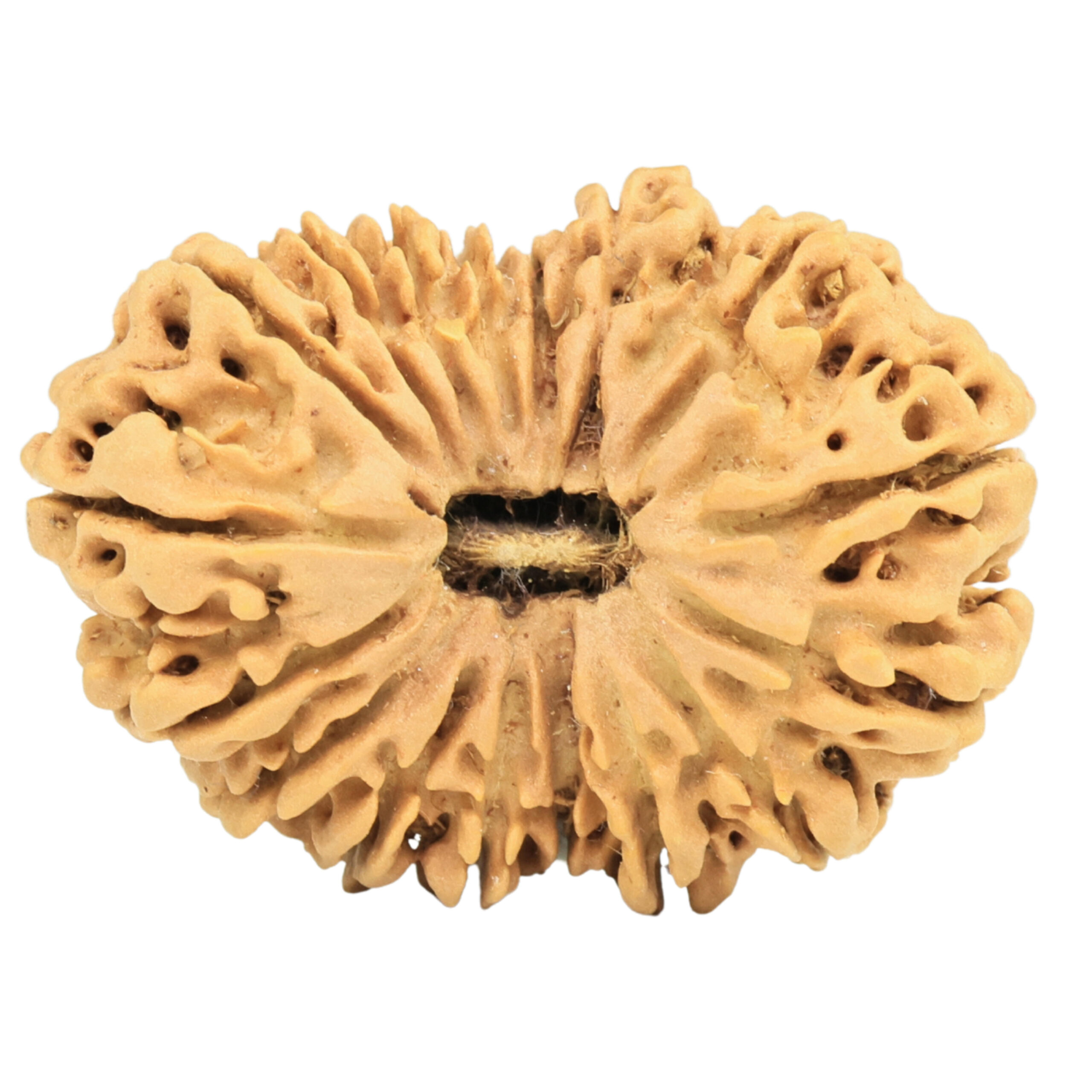 17 Mukhi Rudraksha 33.3mm 5.19gm - Rudraksha