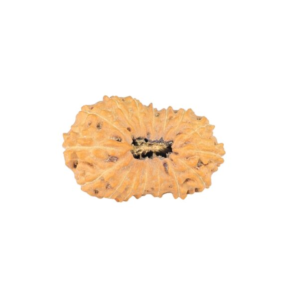 16 Mukhi Rudraksha 22.6mm 1.71gm - Rudraksha