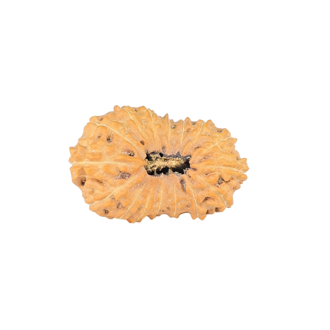 16 Mukhi Rudraksha 22.6mm 1.71gm - Rudraksha