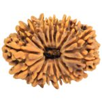 16 Mukhi Rudraksha 33mm 7.27gm - Rudraksha