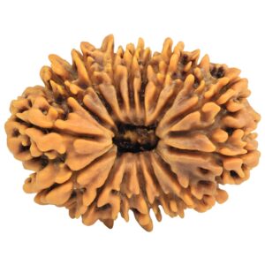 16 Mukhi Rudraksha 33mm 7.27gm - Rudraksha