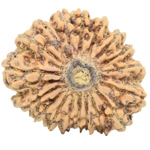 18 Mukhi Rudraksha 32.4mm 6.87gm - Rudraksha