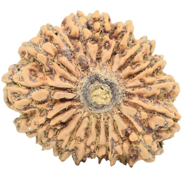 18 Mukhi Rudraksha 32.4mm 6.87gm - Rudraksha