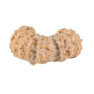 21 Mukhi Trijuti 20.2mm 0.87gm - Rudraksha