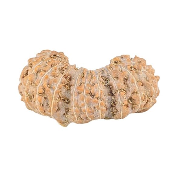 21 Mukhi Trijuti 20.2mm 0.87gm - Rudraksha