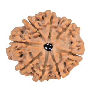 8 Mukhi Rudraksha 28mm 5.71gm - Rudraksha