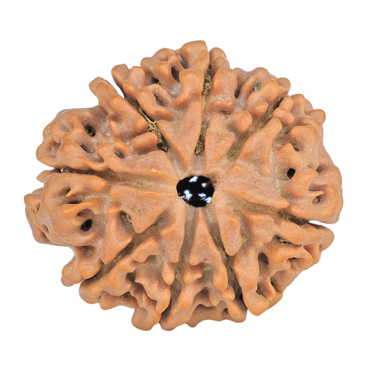 8 Mukhi Rudraksha 28mm 5.71gm - Rudraksha