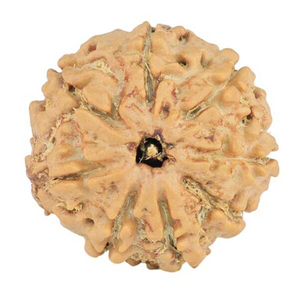 8 Mukhi Rudraksha 20.4mm 2.51gm - Rudraksha