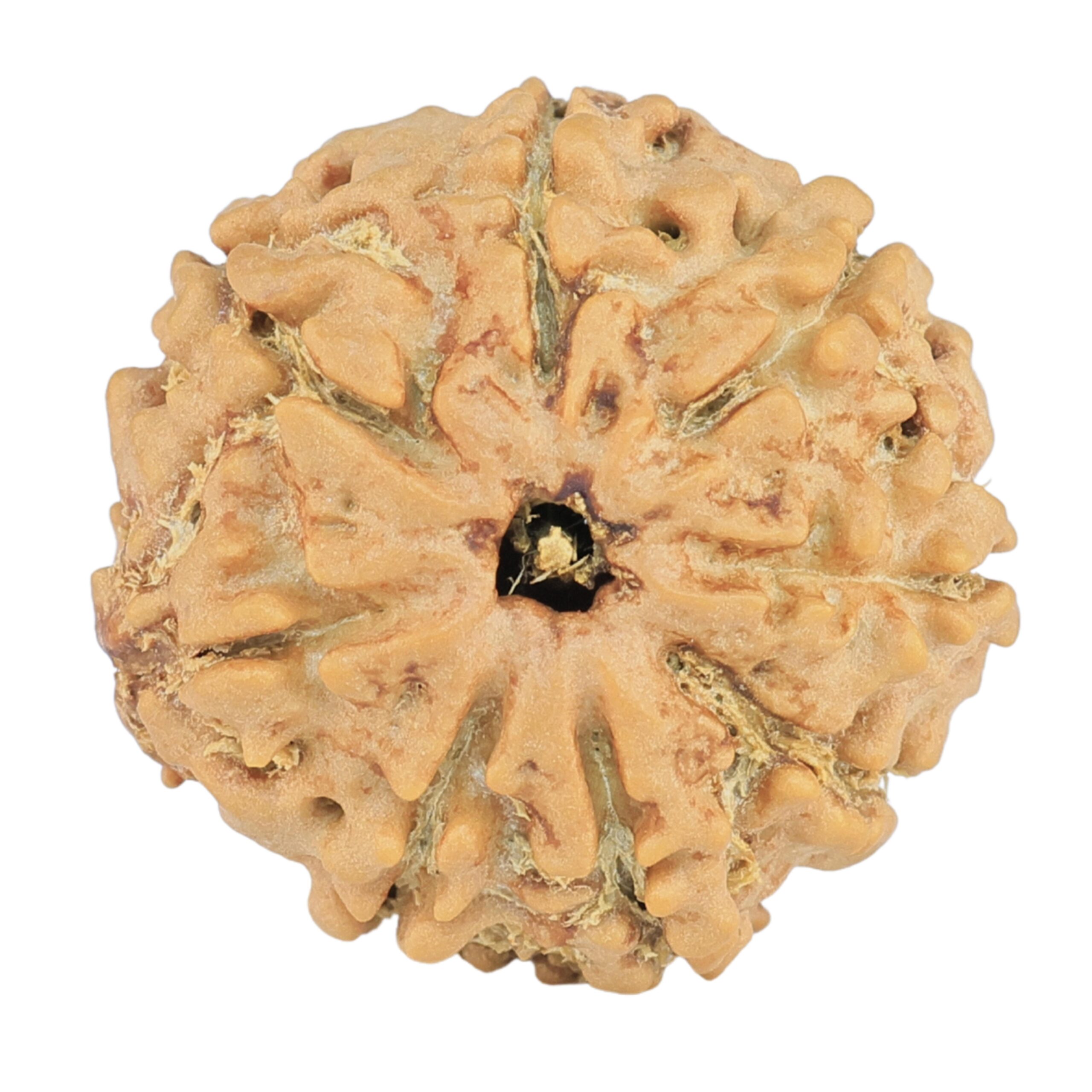 8 Mukhi Rudraksha 20.4mm 2.51gm - Rudraksha