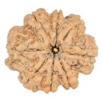 8 Mukhi Rudraksha 25.8mm 5.36gm - Rudraksha