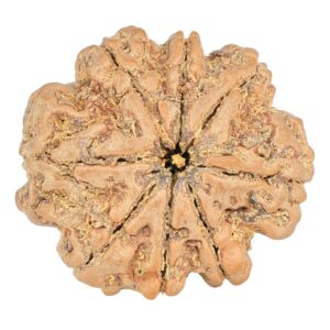 8 Mukhi Rudraksha 25.8mm 5.36gm - Rudraksha