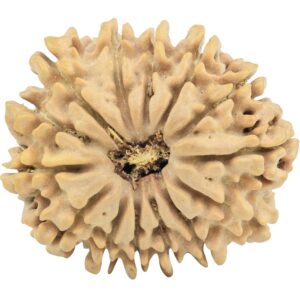 14 Mukhi Rudraksha 30.4mm 5gm - Rudraksha