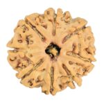 8 Mukhi Rudraksha 24.1mm 3.59gm - Rudraksha