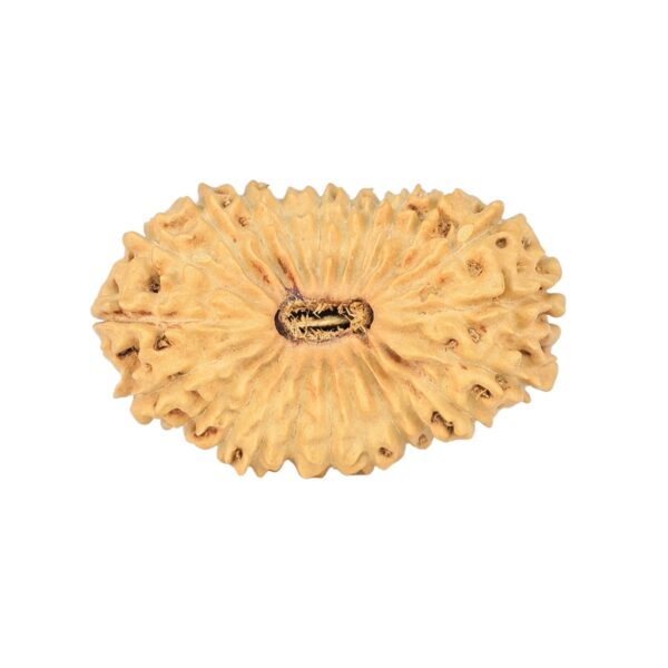 23 Mukhi Rudraksha 23.9mm 1.7gm - Rudraksha