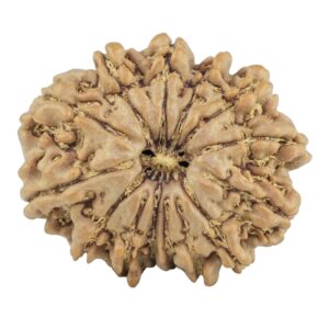 14 Mukhi Rudraksha 27.9mm 5.32gm - Rudraksha