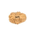 22 Mukhi Rudraksha 18.1mm 1.14gm - Rudraksha