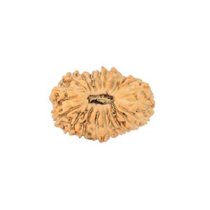 22 Mukhi Rudraksha 18.1mm 1.14gm - Rudraksha