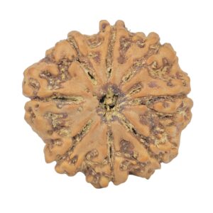 8 Mukhi Rudraksha 25.8mm 5.25gm - Rudraksha