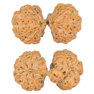 11 Mk Gaurishankar & Ganesh 44.4mm 11.64gm - Rudraksha
