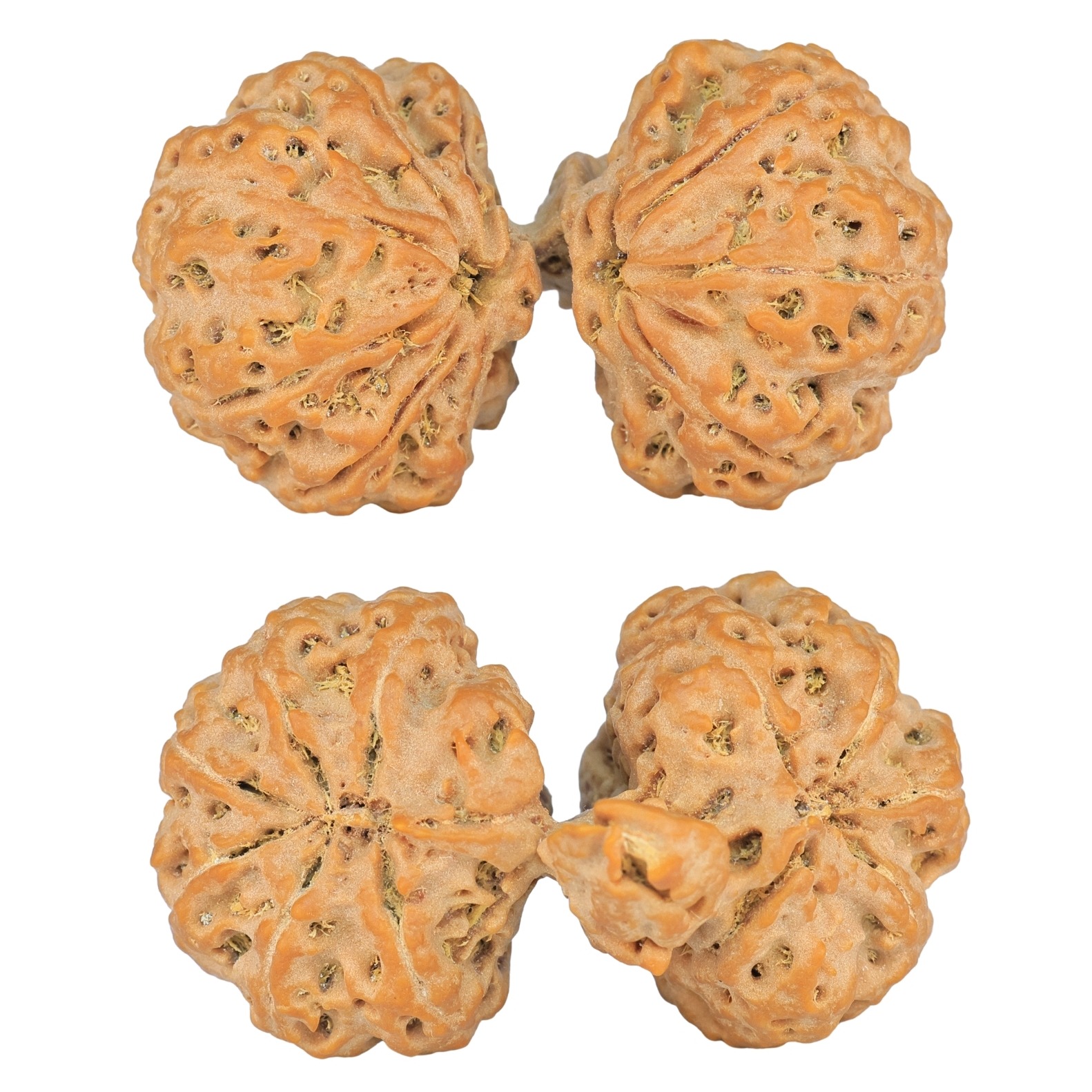 11 Mk Gaurishankar & Ganesh 44.4mm 11.64gm - Rudraksha