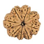 8 Mukhi Rudraksha 27.3mm 5.42gm - Rudraksha
