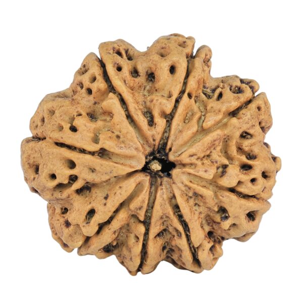 8 Mukhi Rudraksha 27.3mm 5.42gm - Rudraksha