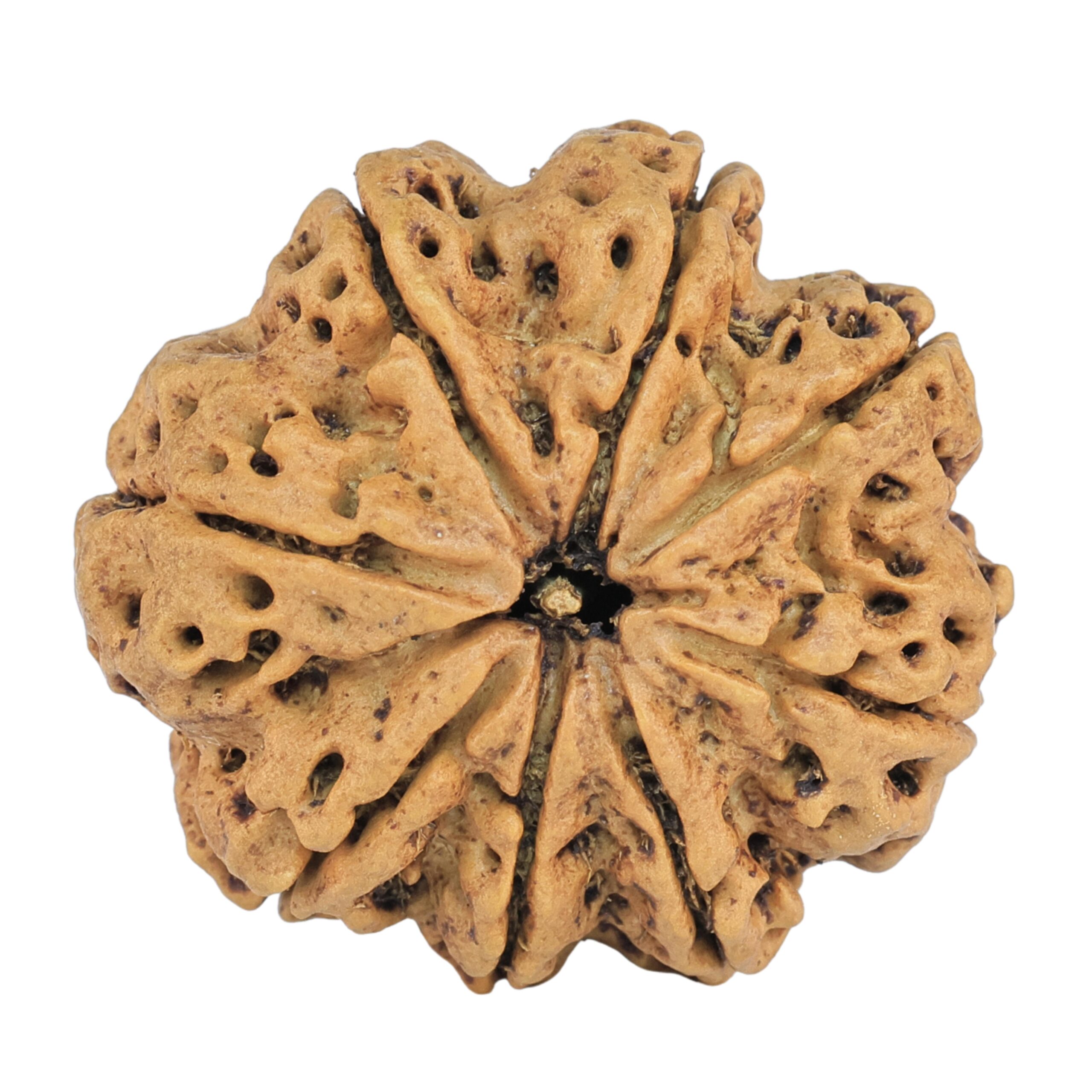 8 Mukhi Rudraksha 27.3mm 5.42gm - Rudraksha